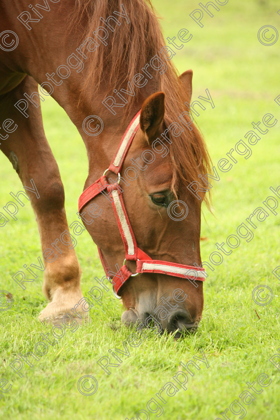 AWC 7605 
 Keywords: ANIMAL HEALTH TRUST, Gala Day, KENTFORD, Lanwades Park, Newmarket, Suffolk, grass, grazing, green, horse