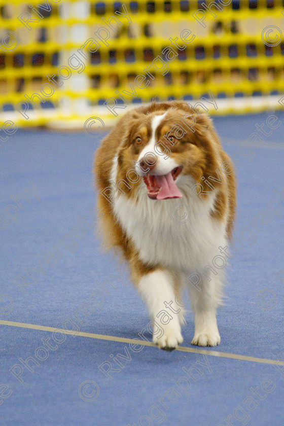 AWC 6453 
 Keywords: 2009, Barnard Castle, County Durham, DL12 8DS, Judges: Jackie Clarke, May, Northern Mutts N Music, Royal Canin, Starters Freestyle, Strathmore Road, Teesdale Sports Centre, canine freestyle, competition, heelwork to music