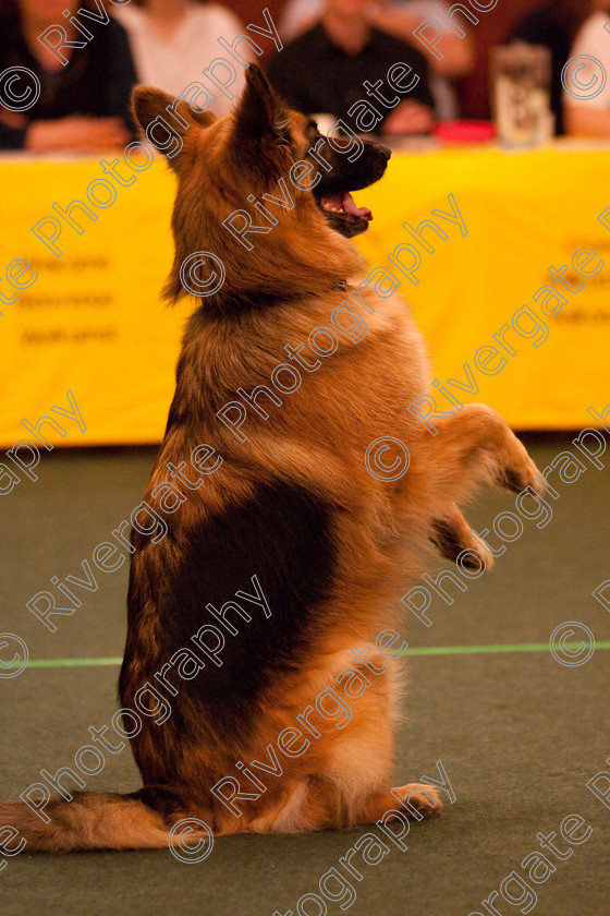 AWC 2507 
 Keywords: 2010, Advanced Freestyle Part 1, april, heelwork to music, sue betteridge, westglen