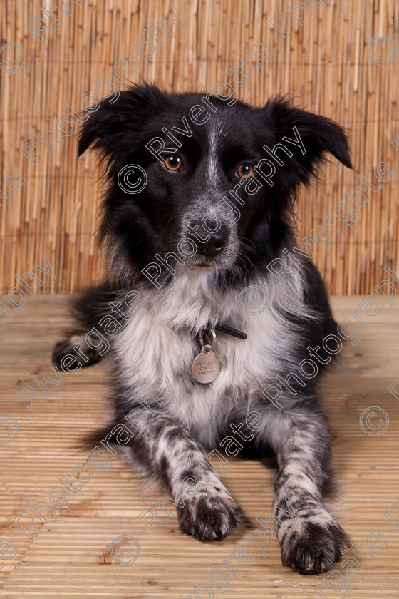 AWC 9481 
 Keywords: 2009, Ower, dogs, july, portraits, wellow agility club