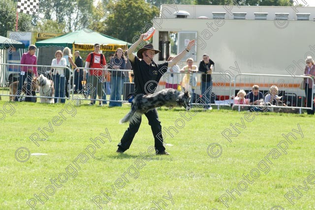 AWC 0889 
 Paws in the Park 2008 at The Hop Farm, Paddock Wood, Kent, organised by MDS Ltd 
 Keywords: 2008, arena demonstration, arena display, country show, display, paddock wood, paws in the park, richard curtis, september, the hop farm