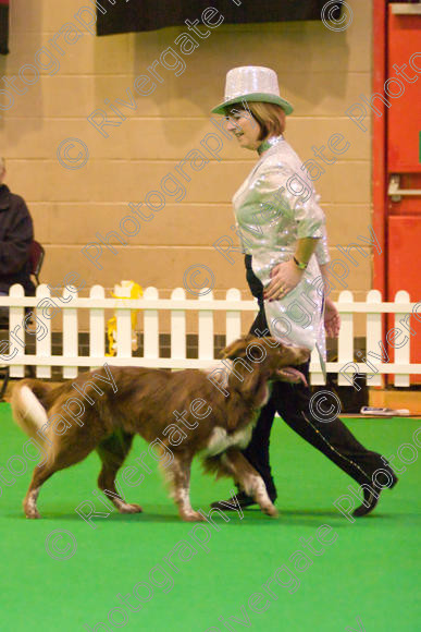 IMG 8631 
 Heelwork to Music and Canine Freestyle Competitions held at Westglen in April 2008 
 Keywords: 2008, Bilford Road, Perdiswell Leisure Centre, WR3 8DX, Worcester, april, cath hardman, competition, heelwork to music, westglen, kath hardman, advanced, htm