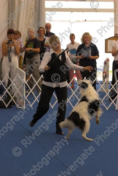 IMG 8707-01 
 Paws in the Park 2006 at The Hop Farm, Paddock Wood, Kent, organised by MDS Ltd 
 Keywords: Paws, in, the, Park, The, Hop, Farm, 2006, MDS, Shows, Ltd, Kent