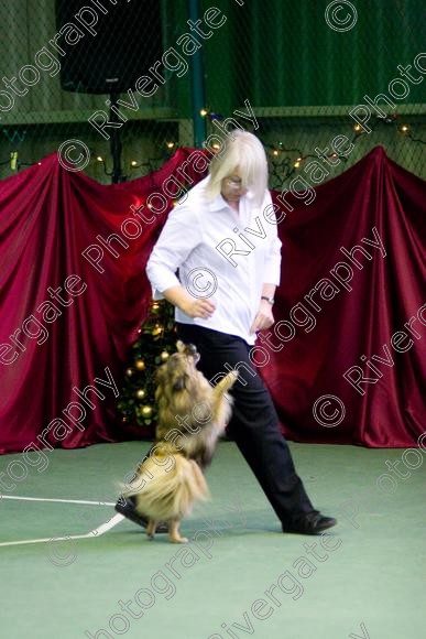 IMG 2749 
 Paws n Music, Heelwork to Music competition held at Ryton on Dunsmore, Coventry. 
 Keywords: 2008, canine freestyle, competition, connexions leisure centre, coventry, dancing with dogs, december, freestyle, heelwork to music, january, paws and music, paws n music, ryton, ryton on dunsmore, Alison Wilde, german spitz