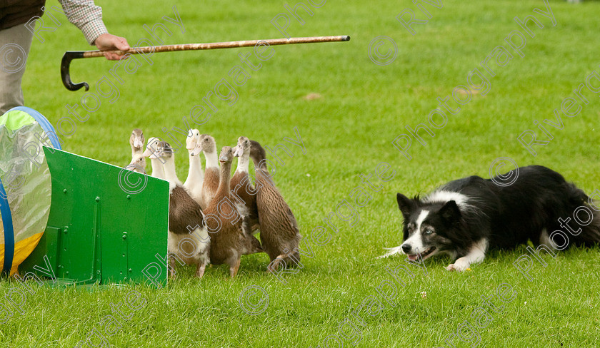 AWC 1129-2 
 Keywords: 0771 313 8528, 2009, England, Harrogate, North Yorkshire, UK, arena demonstration, arena display, august, duck herding, elaine hill, harrogate game fair, info@elainehill-sheepdogs.co.uk, sheepdog display