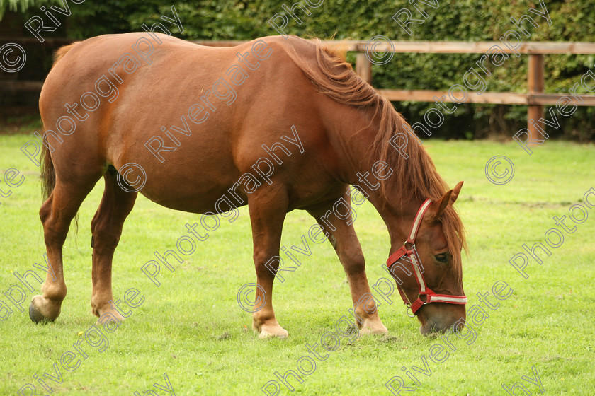 AWC 7603 
 Keywords: ANIMAL HEALTH TRUST, Gala Day, KENTFORD, Lanwades Park, Newmarket, Suffolk, grass, grazing, green, horse