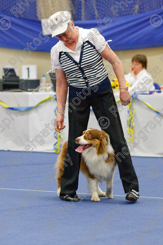 AWC 6462 
 Keywords: 2009, Barnard Castle, County Durham, DL12 8DS, Judges: Jackie Clarke, May, Northern Mutts N Music, Royal Canin, Starters Freestyle, Strathmore Road, Teesdale Sports Centre, canine freestyle, competition, heelwork to music