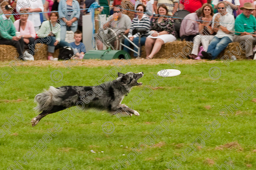 AWC 1502-2 
 Wanborough Country Show, August 2009, Richard Curtis' K9freestyle Dancing Dog Arena Display 
 Keywords: 2009, arena demonstration, arena display, august, canine freestyle, dog dancing, dog display, England, heelwork to music, k9freestyle, Lynch Field, Lynch Field, Wanborough, Wiltshire, England, UK, richard curtis, UK, wanborough country show, Wanborough, Wiltshire