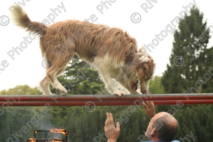 AWC 7581 
 Keywords: ANIMAL HEALTH TRUST, Gala Day, KENTFORD, Lanwades Park, Newmarket, Suffolk, dogs, parallel bars, rockwood dog display team