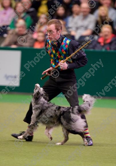 IMG 7231 
 Crufts Heelwork to Music and Canine Freestyle Competition Finals 
 Keywords: 2008, Arena, Display, NEC, birmingham, canine freestyle, crufts, dancing, dogs, heelwork to music, htm, march, performance, pogo, pot black routine, richard curtis