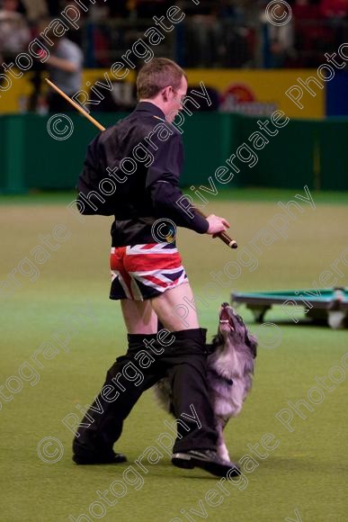 IMG 7252 
 Crufts Heelwork to Music and Canine Freestyle Competition Finals 
 Keywords: 2008, Arena, Display, NEC, birmingham, canine freestyle, crufts, dancing, dogs, heelwork to music, htm, march, performance, pogo, pot black routine, richard curtis