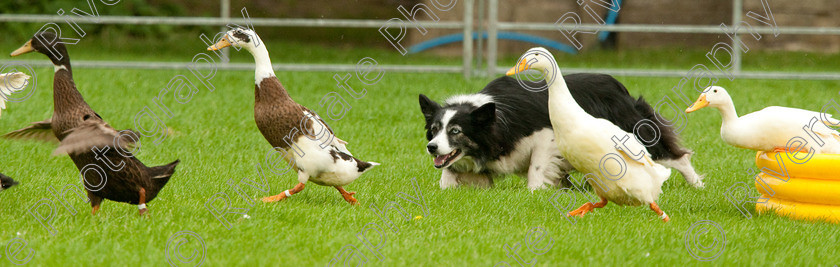 AWC 0787-2 
 Keywords: 0771 313 8528, 2009, England, Harrogate, North Yorkshire, UK, arena demonstration, arena display, august, duck herding, elaine hill, harrogate game fair, info@elainehill-sheepdogs.co.uk, sheepdog display