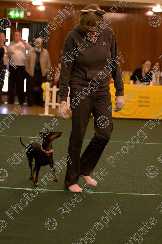 AWC 1681 
 Keywords: 2010, april, christine dunning, competition, heelwork to music, starters heelwork to music part 1, west glen