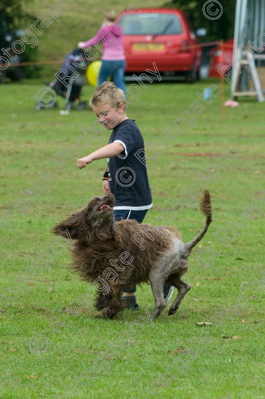 IMG 1141 
 Earls Barton Carnival, Richard Curtis arena display performance and demonstration 
 Keywords: child, kid, boy, working dog dog, disco, portuguese water dog, heelwork, working, display, green grass, demonstration, crowd