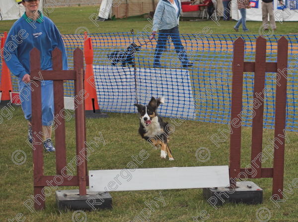 IMG 0222-01 
 Paws in the Park, 2005 MDS Shows Ltd Canford Park Arena, Poole, Dorset.