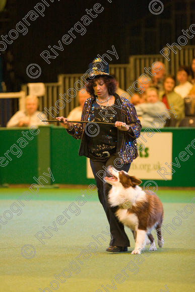 IMG 7359 
 Ann De Rizzio with Stillmoor Touch of Spice performing at Crufts 2008 in the Arena at the NEC Birmingham 
 Keywords: 2008, Arena, BC, Display, NEC, Stillmoor Touch of Spice, ann de rizzio, birmingham, border collie, canine freestyle, crufts, dancing, dogs, heelwork to music, htm, march, performance