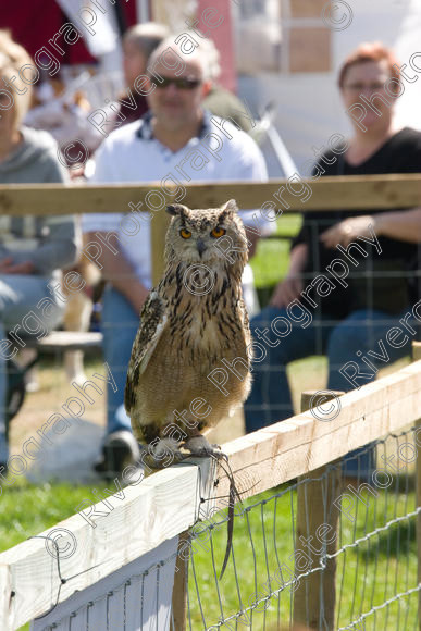 IMG 3463 
 Hatfield House Country Show 2008 Birds of Prey and Falconry 
 Keywords: Hatfield House Country Show, Birds of Prey, Falconry, Arena Demonstration, James McKay and son.