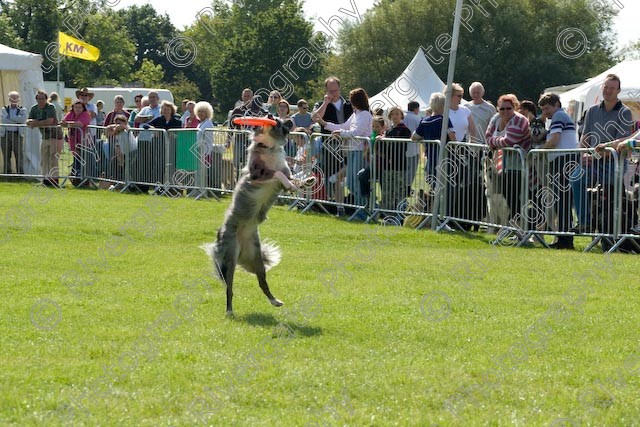 AWC 0893 
 Paws in the Park 2008 at The Hop Farm, Paddock Wood, Kent, organised by MDS Ltd 
 Keywords: 2008, arena demonstration, arena display, country show, display, paddock wood, paws in the park, richard curtis, september, the hop farm