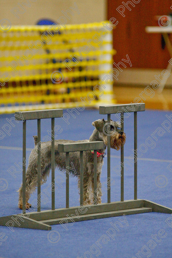 AWC 6573 
 Keywords: 2009, Barnard Castle, Class 6a, County Durham, DL12 8DS, Jennifer Martindale, Judges: Penny Draper, May, Miniature Schnauzer, Northern Mutts N Music, Novice Freestyle, Richard Curtis, Royal Canin, Sapphire Dream, Strathmore Road, Teesdale Sports Centre, annette lowe, canine freestyle, competition, heelwork to music