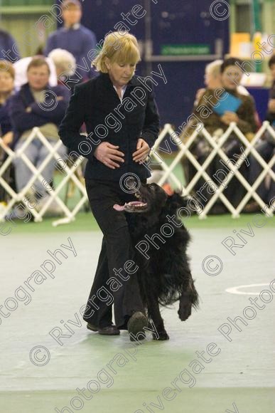 IMG 5963 
 Keywords: 2008, K9 Freestyle, Rugby DTC, canine freestyle, competition, connexions leisure centre, coventry, dancing dogs, february, heelwork to music, , ryton on dunsmore