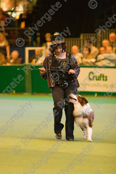 IMG 7377 
 Ann De Rizzio with Stillmoor Touch of Spice performing at Crufts 2008 in the Arena at the NEC Birmingham 
 Keywords: 2008, Arena, BC, Display, NEC, Stillmoor Touch of Spice, ann de rizzio, birmingham, border collie, canine freestyle, crufts, dancing, dogs, heelwork to music, htm, march, performance