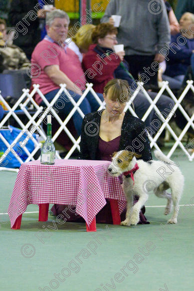 IMG 6796 
 Keywords: 2008, K9 Freestyle, Rugby DTC, canine freestyle, competition, connexions leisure centre, coventry, dancing dogs, february, heelwork to music, , ryton on dunsmore