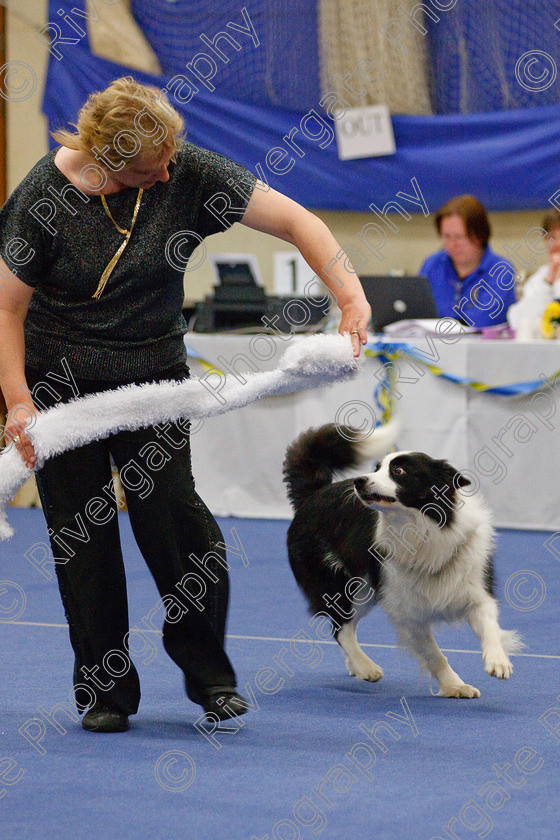 AWC 6465 
 Keywords: 2009, Barnard Castle, County Durham, DL12 8DS, Judges: Jackie Clarke, May, Northern Mutts N Music, Royal Canin, Starters Freestyle, Strathmore Road, Teesdale Sports Centre, canine freestyle, competition, heelwork to music