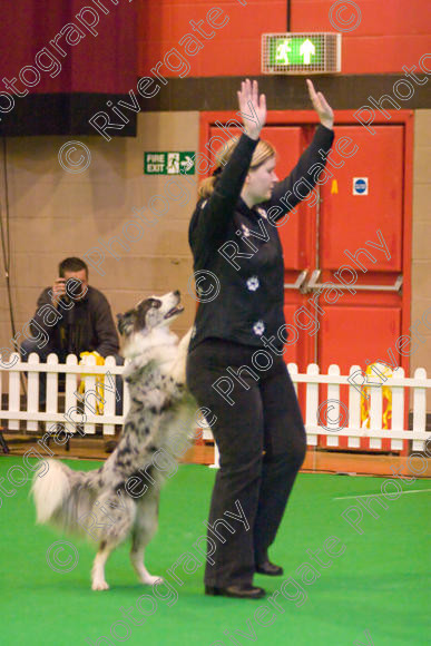 IMG 8548 
 Heelwork to Music and Canine Freestyle Competitions held at Westglen in April 2008 
 Keywords: 2008, Bilford Road, Perdiswell Leisure Centre, WR3 8DX, Worcester, april, competition, heelwork to music, westglen, helen taylor