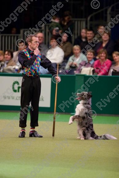 IMG 7266 
 Crufts Heelwork to Music and Canine Freestyle Competition Finals 
 Keywords: 2008, Arena, Display, NEC, birmingham, canine freestyle, crufts, dancing, dogs, heelwork to music, htm, march, performance, pogo, pot black routine, richard curtis