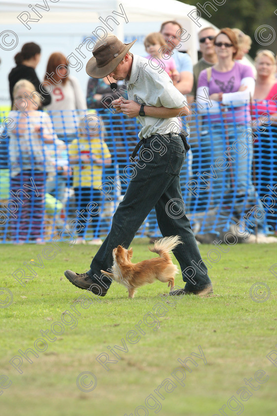 AWC 7061 
 Keywords: 2010, Chobham, Millbrook Animal Centre, RSPCA, Richard Curtis, arena demonstration, september