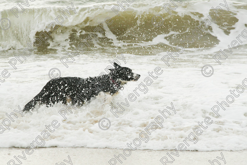 AWC 4208 
 Hengistbury Head, Richard Curtis' dogs on the beach 
 Keywords: 2008, beach, border collie, december, dogs, hengistbury head, random dog, running through surf, unknown dog