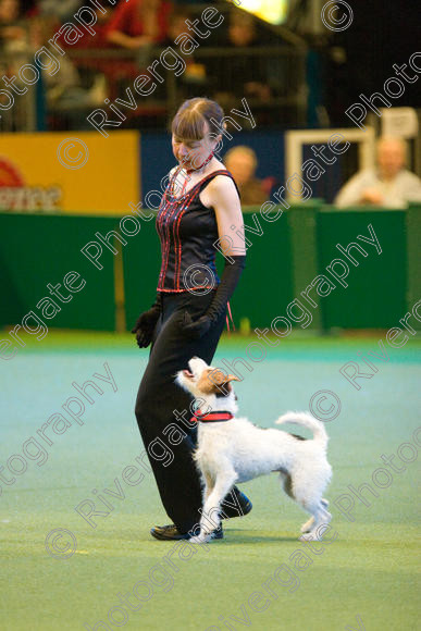 IMG 7447 
 Carol Wallace with Last of the Summer Wine performing Heelwork to Music at Crufts 2008 in the Arena at the NEC Birmingham 
 Keywords: 2008, Arena, Display, Jack Russell, Last of the Summer Wine, NEC, birmingham, canine freestyle, carol wallace, crufts, dancing, dogs, heelwork to music, htm, march, performance