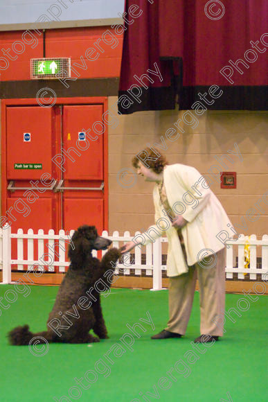 IMG 8652 
 Heelwork to Music and Canine Freestyle Competitions held at Westglen in April 2008 
 Keywords: 2008, Bilford Road, Perdiswell Leisure Centre, WR3 8DX, Worcester, april, competition, heelwork to music, westglen, ruth dunning, advanced, htm, standard poodle