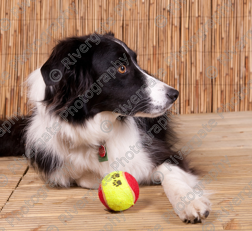 AWC 9629 
 Keywords: 2009, Ower, dogs, july, portraits, wellow agility club