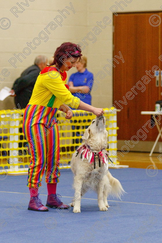 AWC 6322 
 Keywords: 2009, Anita Hartland, Aprix Alford, Barnard Castle, County Durham, DL12 8DS, Judges Jeanette Fyfe, May, Northern Mutts N Music, Paudell Precious Gem, Royal Canin, Starters Freestyle, Strathmore Road, Teesdale Sports Centre, canine freestyle, competition, golden retriever, heelwork to music, penny draper