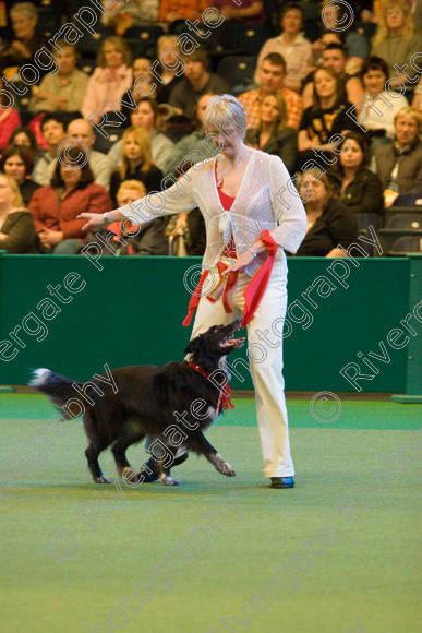 IMG 7387 
 Keywords: 2008, Arena, Display, NEC, birmingham, canine freestyle, crufts, dancing, dogs, heelwork to music, htm, march, nicky joyce, performance