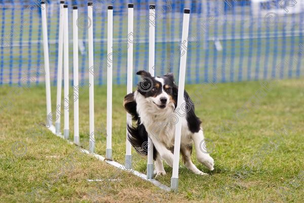 IMG 0101 
 Paws in the Park 2007 at The Hop Farm, Paddock Wood, Kent, organised by MDS Ltd 
 Keywords: 2007, Paws in the Park, The Hop Farm, september, dog, canine, agility, weave poles, border collie, country show, event