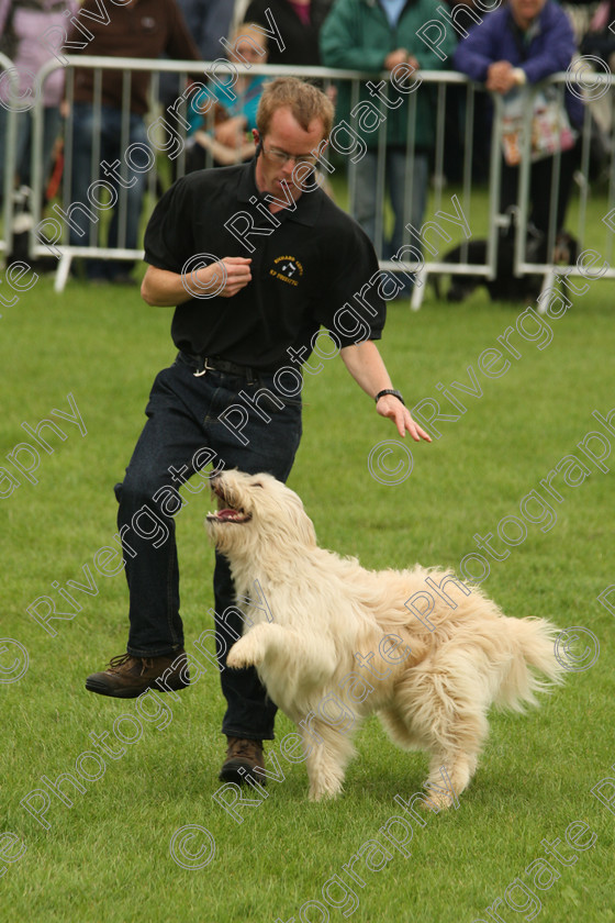 AWC 7274 
 Keywords: 2010, Kent, MDS Shows Ltd, Paws in the Park, Richard Curtis, arena demonstrations, paddock wood, whizzy