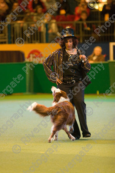 IMG 7358 
 Ann De Rizzio with Stillmoor Touch of Spice performing at Crufts 2008 in the Arena at the NEC Birmingham 
 Keywords: 2008, Arena, BC, Display, NEC, Stillmoor Touch of Spice, ann de rizzio, birmingham, border collie, canine freestyle, crufts, dancing, dogs, heelwork to music, htm, march, performance