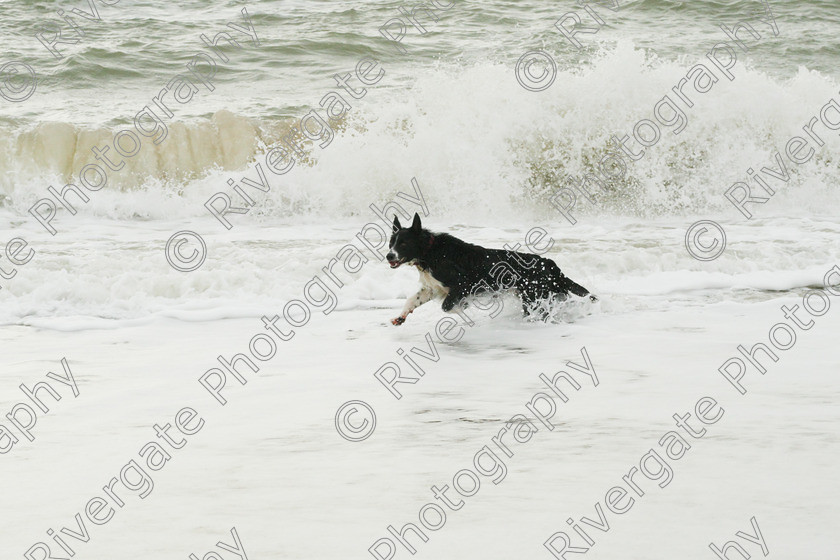 AWC 4196 
 Hengistbury Head, Richard Curtis' dogs on the beach 
 Keywords: 2008, beach, border collie, december, dogs, hengistbury head, random dog, running through surf, unknown dog