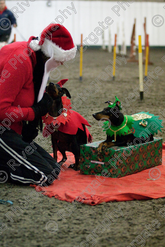 AWC 8117 
 Keywords: 2009, Fancy Dress, Xmas Party, december, dogs, wellow agility club