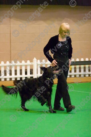 IMG 8525 
 Heelwork to Music and Canine Freestyle Competitions held at Westglen in April 2008 
 Keywords: 2008, Bilford Road, Perdiswell Leisure Centre, WR3 8DX, Worcester, april, competition, heelwork to music, westglen, alison davidson