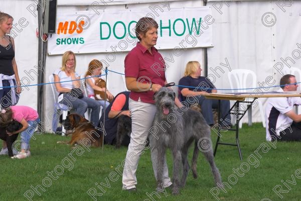 IMG 8677-01 
 Paws in the Park 2006 at The Hop Farm, Paddock Wood, Kent, organised by MDS Ltd 
 Keywords: Paws, in, the, Park, The, Hop, Farm, 2006, MDS, Shows, Ltd, Kent