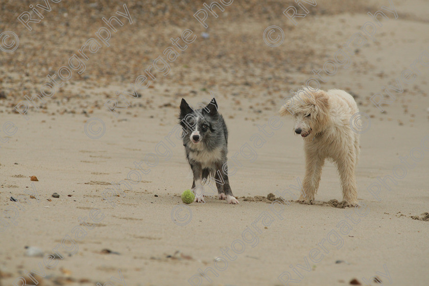 AWC 4495 
 Hengistbury Head, Richard Curtis' dogs on the beach 
 Keywords: 2008, beach, december, dogs, hengistbury head, pogo, richard curtis' dogs, whizzy