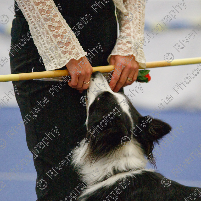 AWC 6495-2 
 Keywords: 2009, Barnard Castle, County Durham, DL12 8DS, Judges: Jackie Clarke, May, Northern Mutts N Music, Royal Canin, Starters Freestyle, Strathmore Road, Teesdale Sports Centre, canine freestyle, competition, heelwork to music