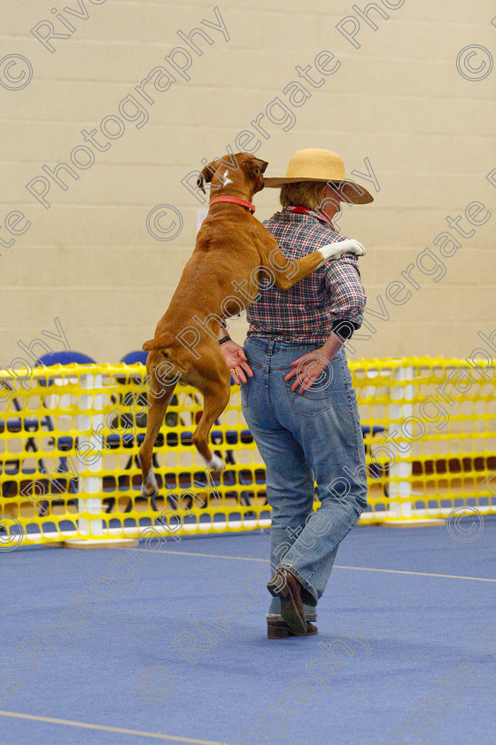 AWC 6303 
 Keywords: 2009, Amanda Jinks, Anita Hartland, Barnard Castle, Boxer, County Durham, DL12 8DS, Judges Jeanette Fyfe, May, Nel Gwynne Seefeld, Northern Mutts N Music, Royal Canin, Starters Freestyle, Strathmore Road, Teesdale Sports Centre, canine freestyle, competition, heelwork to music, penny draper