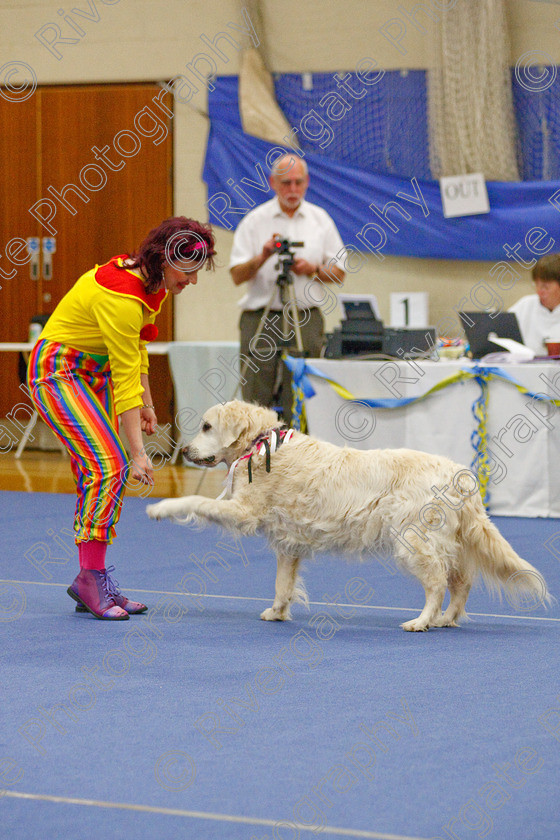 AWC 6320 
 Keywords: 2009, Anita Hartland, Aprix Alford, Barnard Castle, County Durham, DL12 8DS, Judges Jeanette Fyfe, May, Northern Mutts N Music, Paudell Precious Gem, Royal Canin, Starters Freestyle, Strathmore Road, Teesdale Sports Centre, canine freestyle, competition, golden retriever, heelwork to music, penny draper