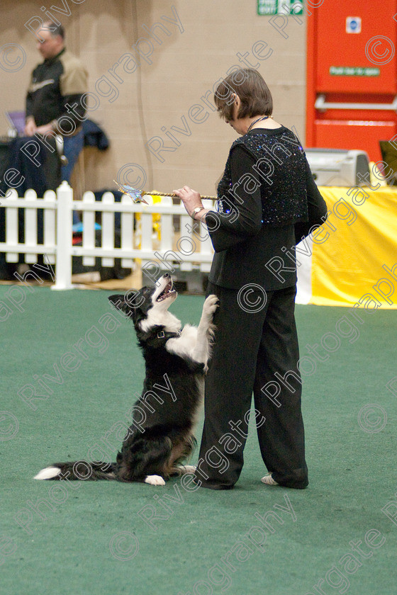 AWC 4052 
 Keywords: 2009, England, UK, Worcester, Worcestershire, april, competition, heelwork to music, sue betteridge, westglen