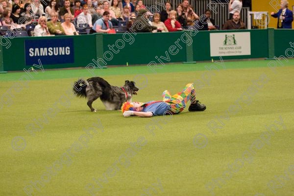 IMG 8081 
 Keywords: 2008, Arena, Display, NEC, birmingham, canine freestyle, crufts, dancing, dogs, heelwork to music, htm, march, performance, richard curtis