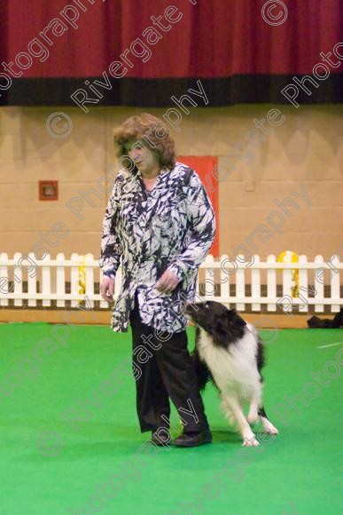 IMG 8515 
 Heelwork to Music and Canine Freestyle Competitions held at Westglen in April 2008 
 Keywords: 2008, Bilford Road, Perdiswell Leisure Centre, WR3 8DX, Worcester, april, competition, heelwork to music, westglen, paula ackary